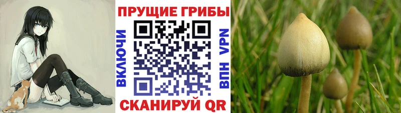 где найти   Медынь  Псилоцибиновые грибы мицелий 